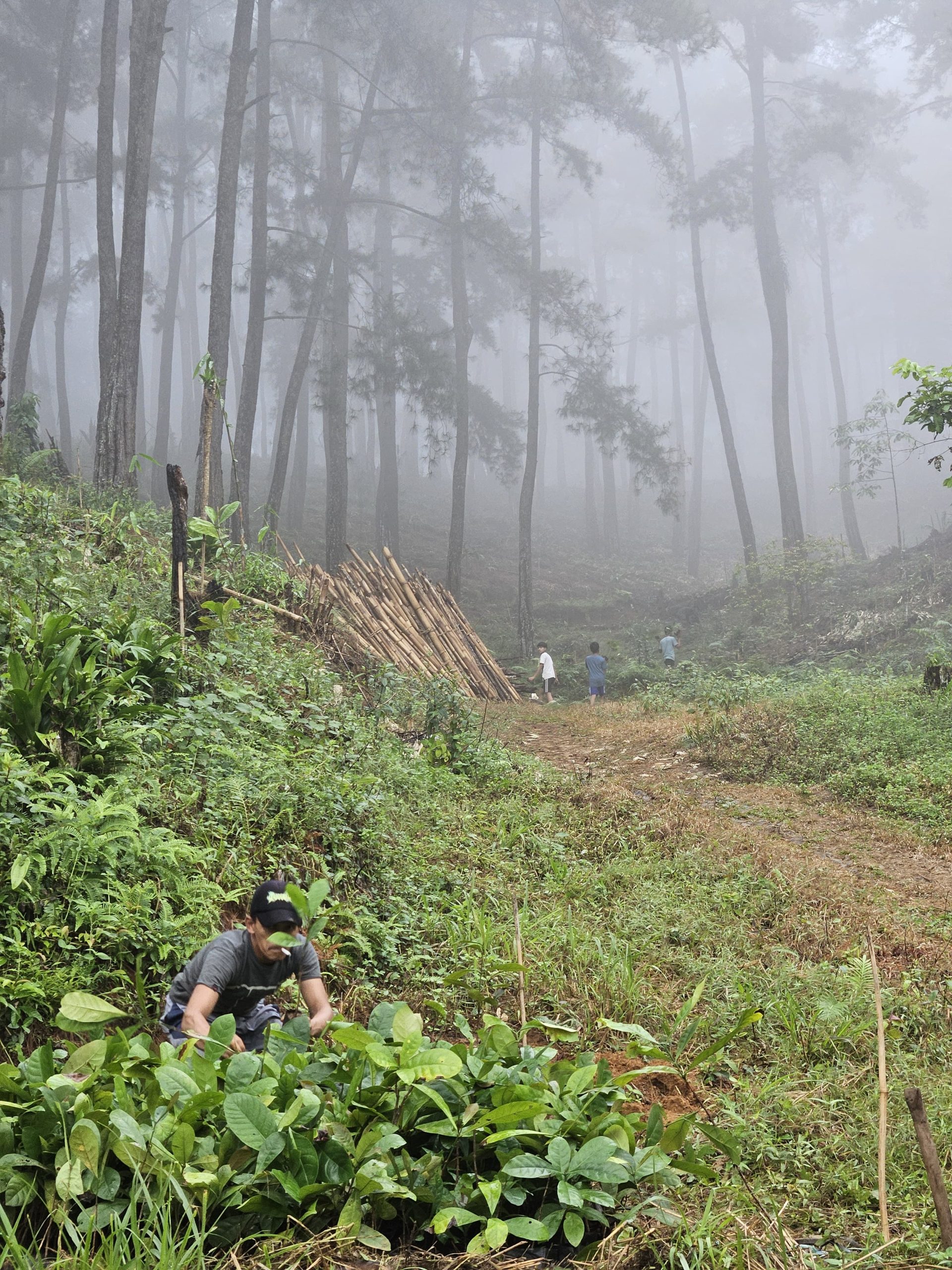 kebun_kopi_leuwiliang-scaled