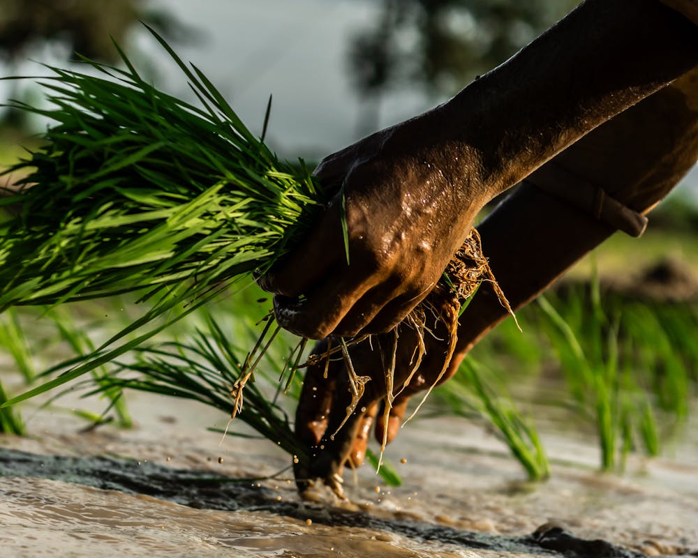 pexels-photo-29037025